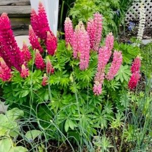 Meet your Posher, Kerrie s